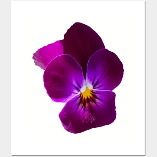 Purple Violet Flower Posters and Art